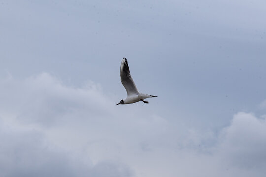 Flying bird