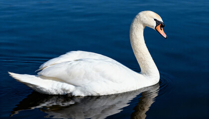 Fototapeta premium a majestic mute swan (cygnus olor) swims on a blue lake