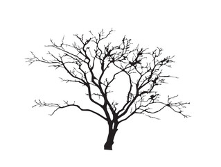 Fototapeta premium Dark silhouette of dead tree with empty branches