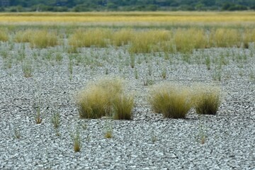 Savanne im Etoscha Nationalpark in Namibia