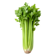 Bunch Of Fresh Celery Stalks green vegetable