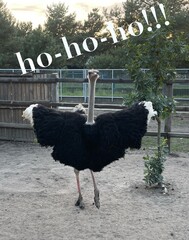 ostrich in the zoo ho ho ho Merry Christmas 