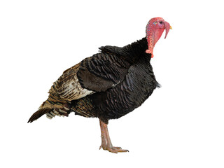 male turkey isolated on white background