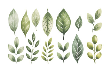 Watercolor green leaves collection in botanical vector illustration.
