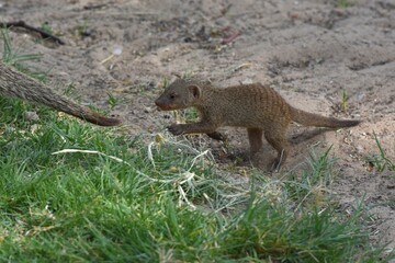 Zebramangusten (Mungos mungo) im Etoscha Nationalpark