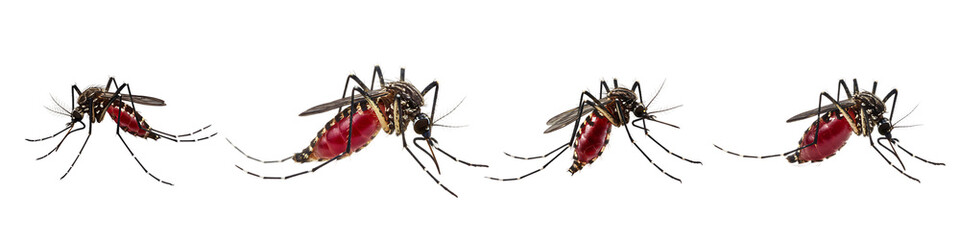 Mosquito close up isolated on transparent background