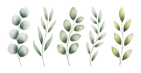 Watercolor eucalyptus leaves set vector illustration. Eucalyptus foliage collection in botanical watercolor on white background.