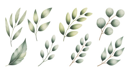 Naklejka premium Watercolor eucalyptus leaves set vector illustration. Eucalyptus foliage collection in botanical watercolor on white background.