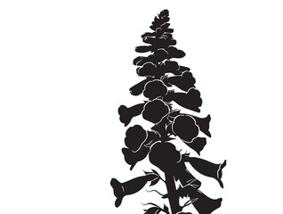 Elegant foxglove flower silhouette vector illustration isolated botanical art © milon