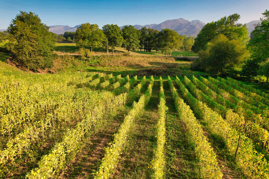 Aerial view of a Faba Asturiana crop, Nava, Cider Region, Asturias, Spain