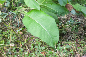 Inula plant with a large green leaves. Medicinal herb.