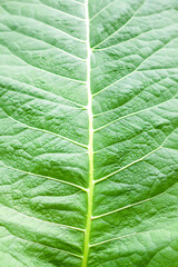 Inula plant with a large green leaves. Medicinal herb.
