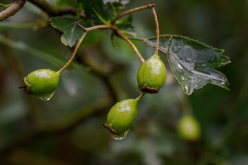 Raindrops on unripe hawthorn fruits.
