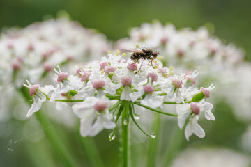 Beautiful hairy fly on a white flower with pink centers.
