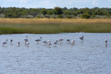 Rosaflamingos (Phoenicopterus roseus) in der Fischerspfanne im Etoscha Nationalpark in Namibia