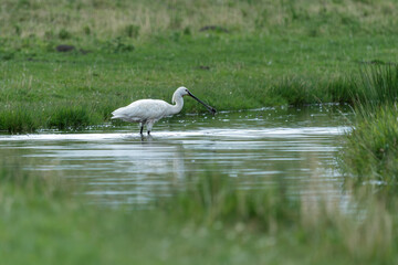 spoonbill on the river