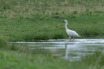 spoonbill on the river