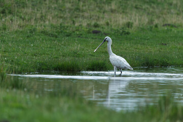 spoonbill on the river