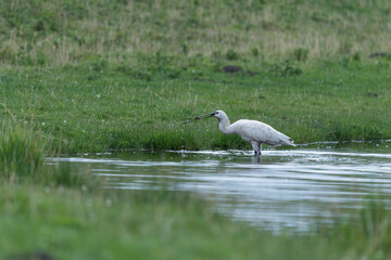 spoonbill on the river