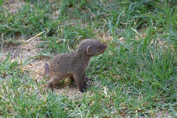Zebramangusten (Mungos mungo) im Etoscha Nationalpark