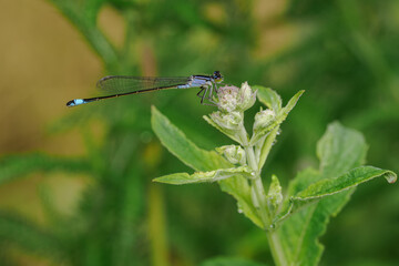 Blue damselfly on a green hazel leaf.
