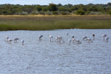 Rosaflamingos (Phoenicopterus roseus) in der Fischerspfanne im Etoscha Nationalpark in Namibia