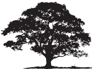 Fototapeta premium Detailed kapok tree silhouette in beautiful botanical vector form