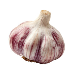 Fototapeta premium Single head of garlic, vibrant purple and white stripes