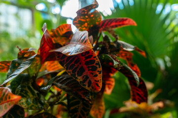 Vibrant croton leaves glow in a lush garden, showcasing nature's colorful artistry in a serene tropical setting