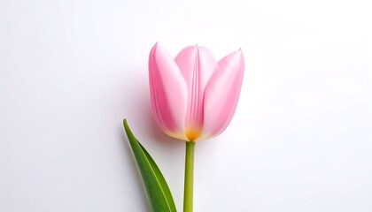 Fototapeta premium Tulip flower on white background, vibrant floral beauty