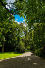 Lush green pathway lined with majestic trees invites exploration on a sunny day in a peaceful park