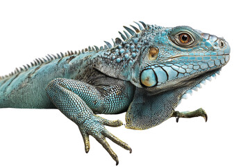 Obraz premium Vibrant Blue Iguana Close-up on Transparent Background