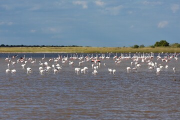 Rosaflamingos (Phoenicopterus roseus) in der Fischerspfanne im Etoscha Nationalpark in Namibia