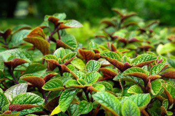 Fresh green plectranthus plant leaves