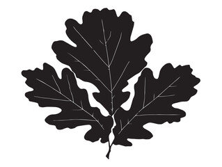 Obraz premium Detailed oak leaf silhouette artwork for creative graphic design