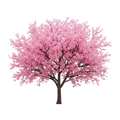 Fototapeta premium Beautiful pink cherry blossom tree in full bloom isolated on a