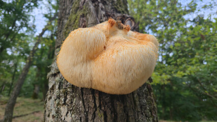 Hericium erinaceus on the tree © Iv
