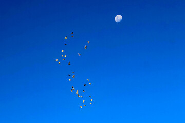 A flock of birds soars across a vibrant blue sky, with the moon visible