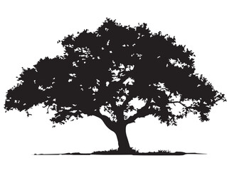 Fototapeta premium Beautiful pecan tree silhouette illustration for natural beauty