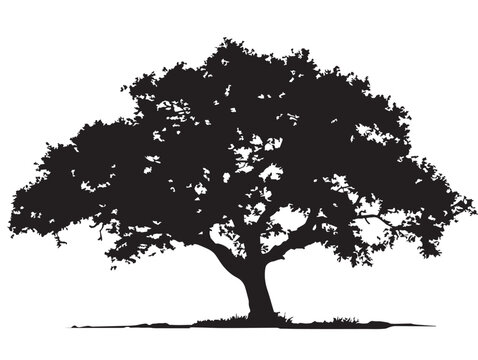 Beautiful pecan tree silhouette illustration for natural beauty