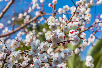 Delicate white plum blossoms (Ume) blooming on a branch against a clear blue sky.