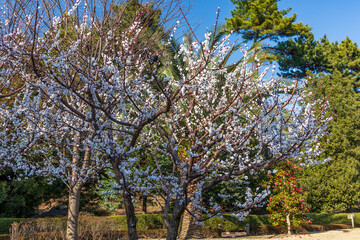 Fototapeta premium White Japanese plum (ume) blossoms covering a tree in early spring in Tokyo, Japan.