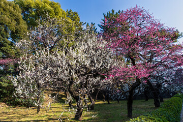 Naklejka premium Vibrant white and pink flowering trees against a clear blue sky in a Tokyo park.