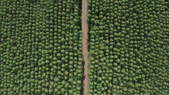 DRONE SOBREVOA PANTA&Ccedil;&Atilde;O DE PINHO