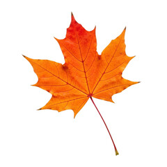 Obraz premium Vibrant autumn maple leaf isolated detailed close-up nature photography