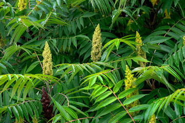 A branch of the Sumac vinegar tree with a bud covered with small flowers.
