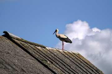 A stork rests on the roof of an old barn.
