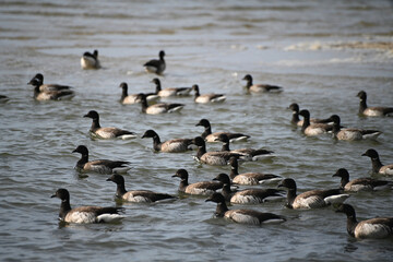 Flock of Dark-Bellied Brent Geese Swimming in Water  on beach Migrating