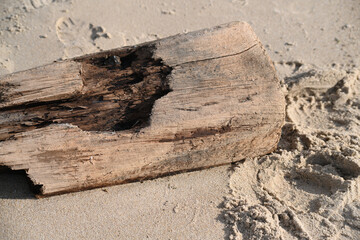 Weathered Driftwood wood on Sandy Beach