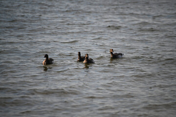 Flock of Dark-Bellied Brent Geese Swimming in Water Migrating